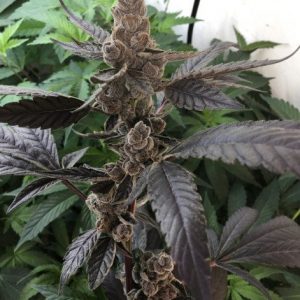 Steckling Apple & Bananas Cali Genetik