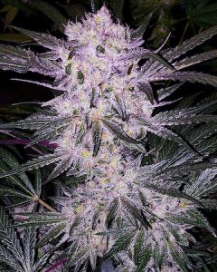 Steckling Black Lilac Cookies Cali Genetik