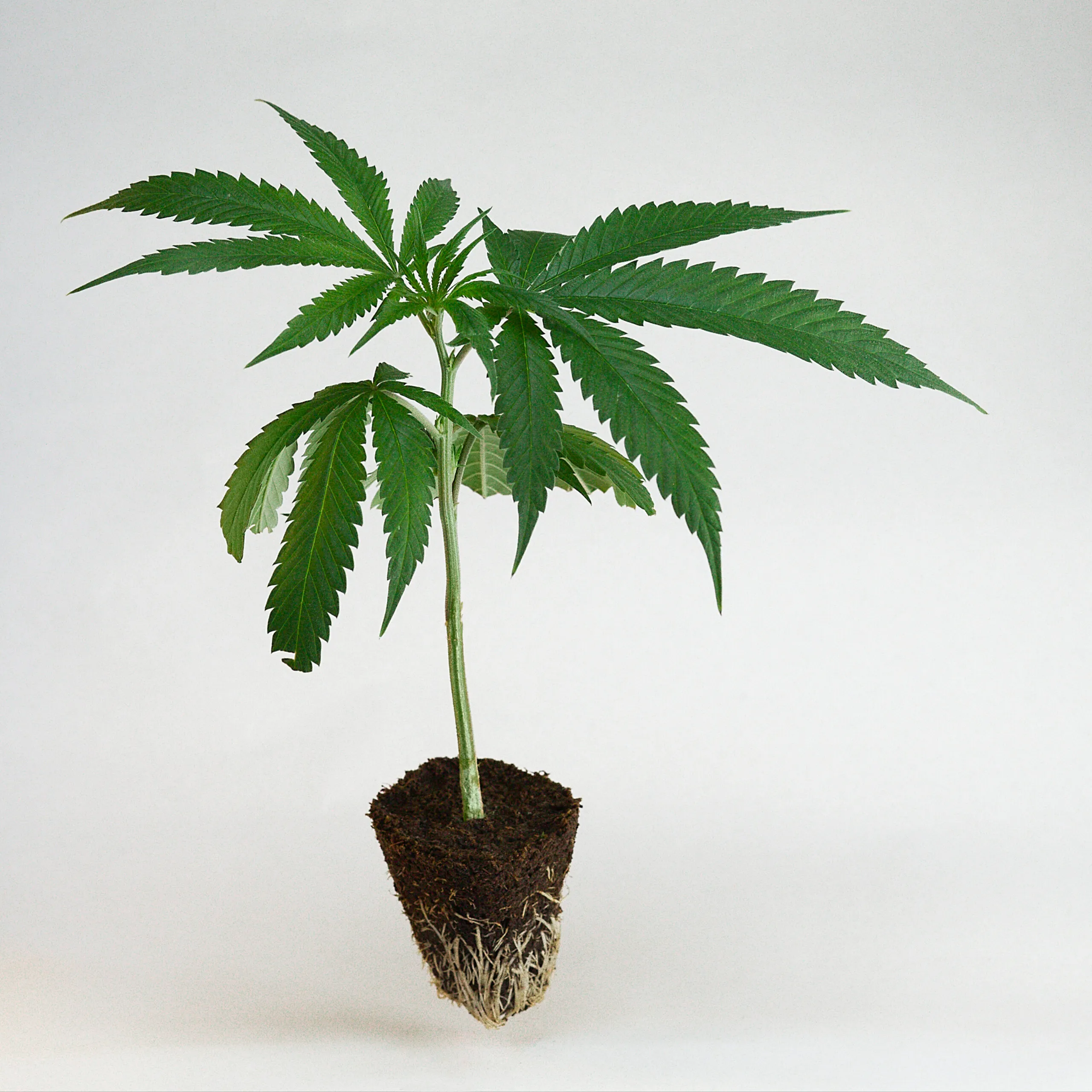 Triple_Choclate_Chips-scaled