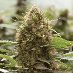 Steckling Amnesia Core Cut