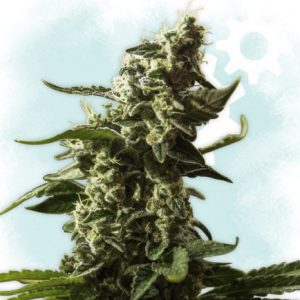 Sämling Gorilla Glue Auto