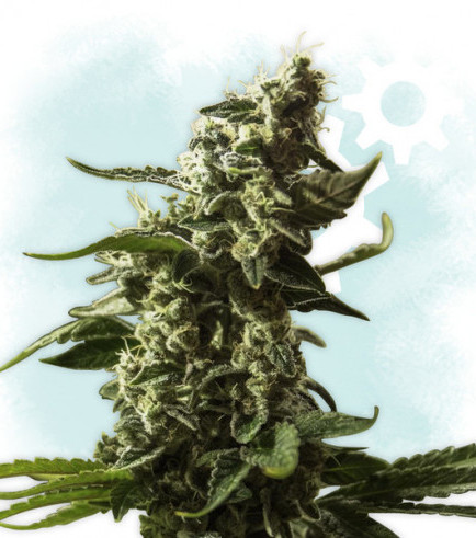 gorilla-glue-autoflowering