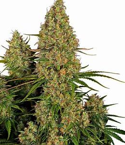 Sämling Orange Zkittlez Autoflower