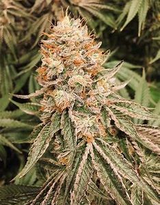 Steckling Black Triple Chocolate Chips Cali Genetik