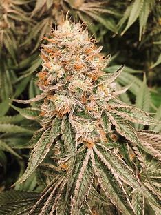 triple chocolate chip