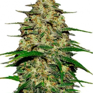 Sämling Wedding Cheesecake Auto